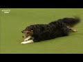 international freestyle heelwork to music part 3 crufts 2020