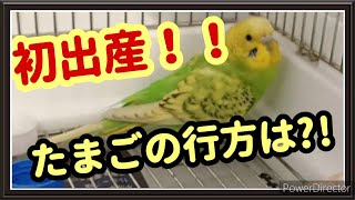 〈＃64〉リン初出産！たまごの行方は？　ピヨ　セキセイインコの出産！