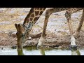 LIVE at the waterhole - 19 July 2025