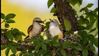 Scissor-tailed Flycatcher💕Scissor-tailed Flycatcher Nest 2022💕🦜