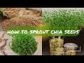 How to Sprout Chia Seeds