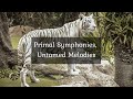 Primal Symphonies, Untamed Melodies  • 4k Video UltraHD