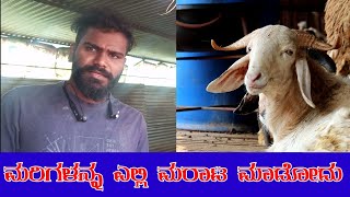 ಟಗರು ಮರಿ ಮರಾಟ ಎಲ್ಲಿ ಮಾಡಬೇಕು ( Sheep Farming Karnataka )