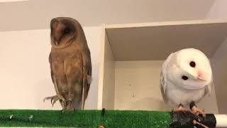 メンフクロウの鳴き声 #owl