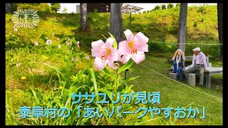 泰阜村「あいパークやすおか」でササユリ見頃（2023年6月20日）