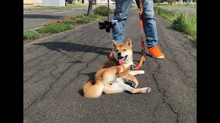 【柴犬】いちごとみるくのスローライフ　みるくはマイペース　でも大好きです　JAPAN [SHIBA-INU]　＃柴犬　＃柴犬の日常