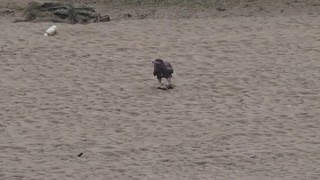 1050229基隆河大坑溪匯流口老鷹吃魚