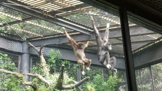 20200929 上野動物園　シロテテナガザル　ナポとモカのデュエット