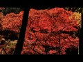 紅葉の能仁寺 東郷公園 長瀞 宝登山神社