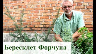 Бересклет Форчуна