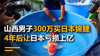 山西男子在日本花300萬買錦鯉，結果被日本恥笑，4年后讓日本虧損上億！ #小滿紀實錄 #記錄 #人間真實 品味 #人生百態 #紀錄片。紀錄片解說