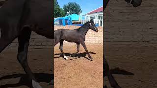 The pure black male horse is about 1 4 meters tall at the shoulder  1