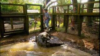 T-Rex: Warrior or wimp? Measuring the strength of a crocodile's bite - Explore - BBC