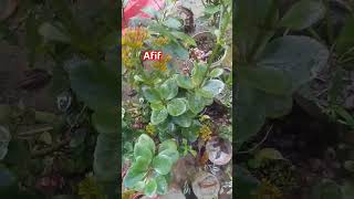 কালঞ্চ ফুল #viralvideo #highlights #flowers