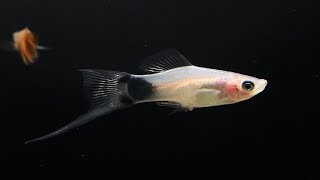 Are Swordtail Fish Aggressive?