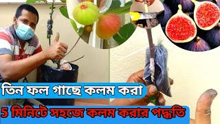 তিন ফল গাছের কলম করার সঠিক নিয়ম|air laying fig 2021