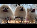 ポメラニアン達と旅に行く第８弾！一目千本桜でお散歩お花見vlog