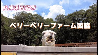 たくさんの動物と触れ合える♪兵庫県西脇市「ベリーベリーファーム西脇」