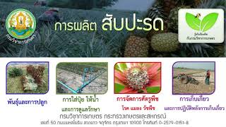 การผลิตสับปะรด 4 การเก็บเกี่ยว