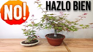 ✅ Cómo REGAR Bien un BONSAI de Arce Palmatum