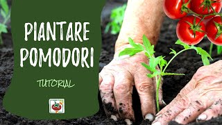 Come piantare i pomodori nell'orto