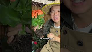 换盆最安全的方法，你学会了吗#花卉绿植#爱生活爱养花