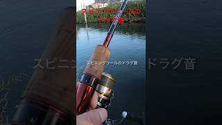 スピニングリールのドラグ音です！！#shorts #スピニングリール #ドラグ音 #fishing#バス釣り #淀川 #bassfishing