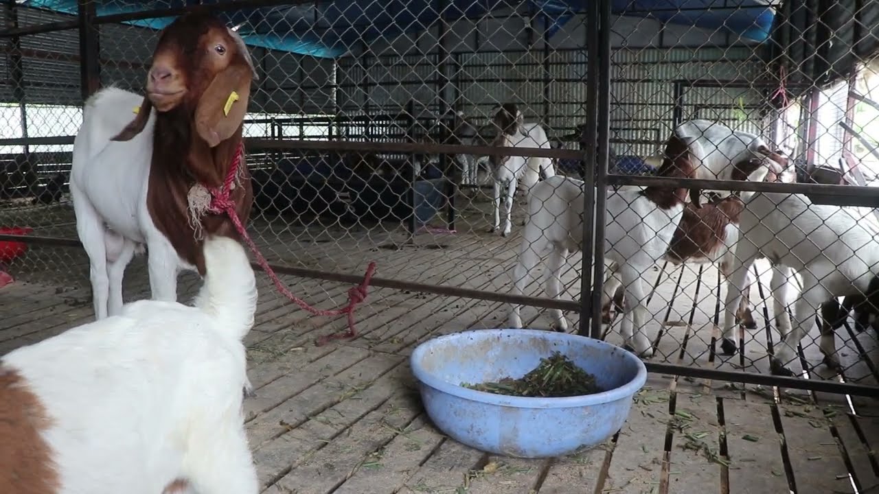 Boer Goat Farming In Nepal || Boyar #Agriculture Business Ideas In ...