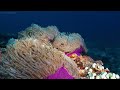 amazing 4k ocean adventure dive deep and marvel at sea animal in the best 4k ultra hdr aquarium 2