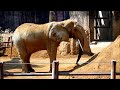 アコさん、登場！　african elephant アフリカゾウ