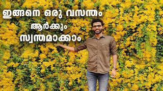 പൂക്കൾ കൊണ്ട് മൂടിയ  വീട് 🌿| Flowering Plants||Garden Tour kerala cats claw creeper plant #catsclaw