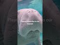 Sea lion enjoying the Ocean 😁😁😁 #shorts #short #sealions #trendingshorts #shortvideo