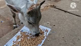 ଗୋମାତା ପରି ପୃଥ‌ିବୀ ଆମର ମାଆ।🙏