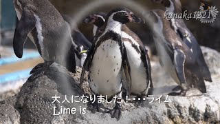 海響館 怖がりペンギン”ライム”もう、大丈夫！