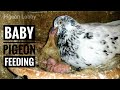 How pigeons feed a newborn pigeon || Father Pigeon Feeding baby pigeon || Pigeon Baby