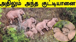 காட்டில் யானைகள் குடும்பத்துடன் படுத்து தூங்கிய Viral Images | Oneindia Tamil