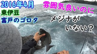 【東伊豆】雰囲気良いのに激渋！富戸のゴロタでメジナ狙い【2016年4月】