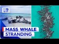 Pod of whales stranded on WA beach | 9 News Australia