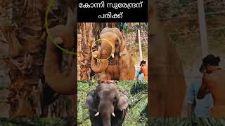 കോന്നി സുരേന്ദ്രന് പരിക്ക് | kumki elephant injured wild elephant attack | Konni surendran elephant