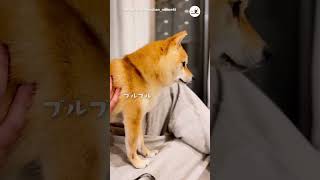 雷がこわすぎて震える柴犬さん｜PECO