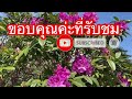 ธรรมชาติสร้างมาชมดอกไม้สวยที่สวนหน้าบ้านและฟังเสียงนกและลมep.3