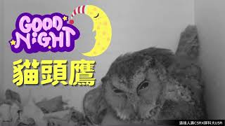 遠雄人壽【守護億隻鴞】Goodnight貓頭鷹