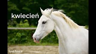 twój miesiąc urodzenia twój koń🐎🐴