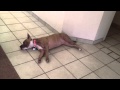 My dog can't breath My dog can't breath