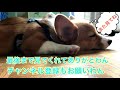 わんわん攻撃炸裂！コナン掃除機さんと初対決！　コギちゅーばー　子犬のコナン君　conan s happy days