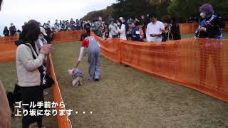 根岸森林公園第１回犬の運動会＋わんバサダーコンテスト２２１１１３ 〈わんバサダーコンテスト編〉