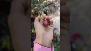 ডালিয়া ফুল❤️❤️ #dahlia #ডালিয়া #garden #newvideo #trending #viralvideo #love