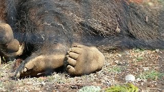 2017.3.15 Giant Anteater　オオアリクイ　フジオ（６歳♂）　（日本平動物園）