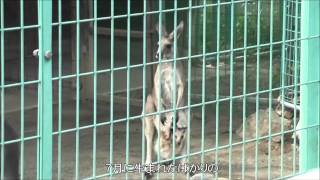 桐生が岡動物園　ナイトズー