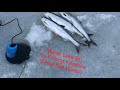 Monte Lake BC Kokanee Ice Fishing setup [Fishing tips]